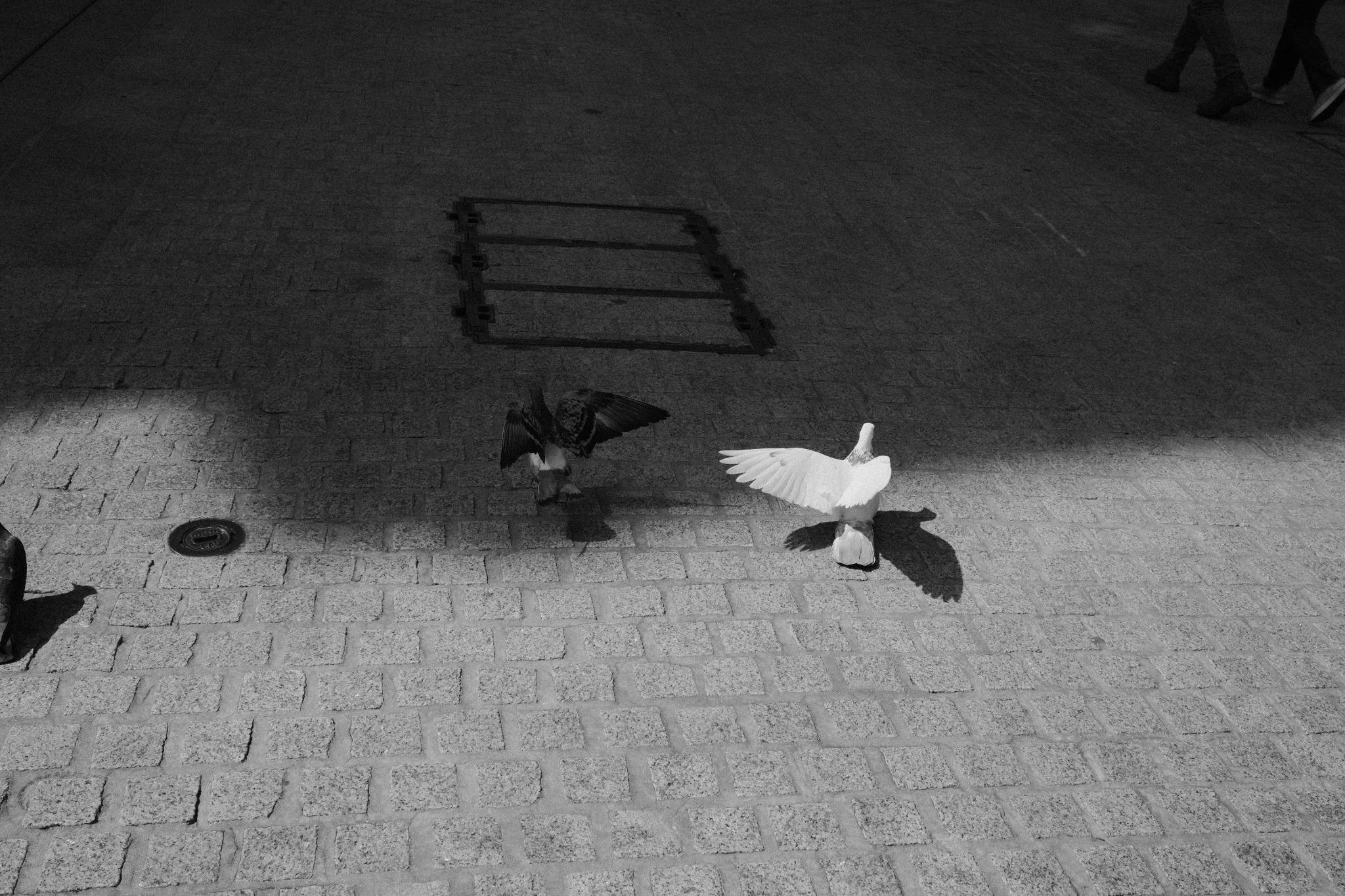 Palomas atravesando una franja de luz